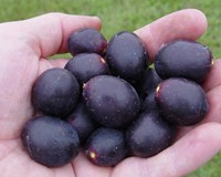 SOUTHERN-HOME-MUSCADINE